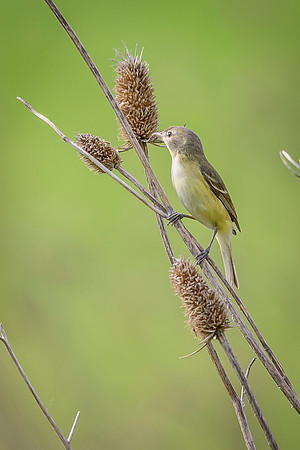 Bell's Vireo; Big Island Wildlife Area, Marion Ohio