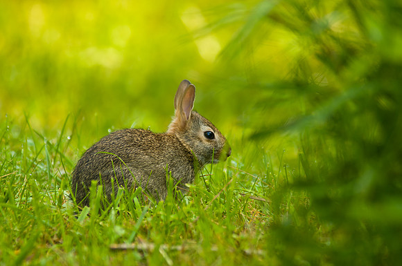 Widdle Bunny