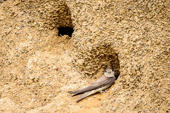 Bank Swallow