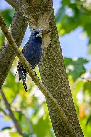 Blue Grosbeak; Batelle Darby Metro Park, Columbus Ohio
