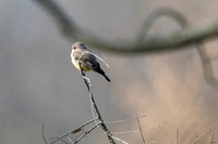 Vermilion Flycatcher