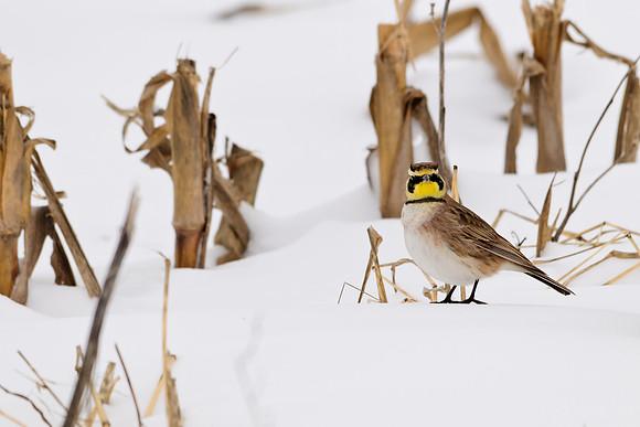 Horned Lark
