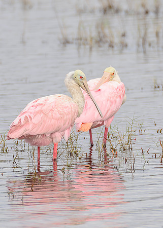 Roseate Spoonbill