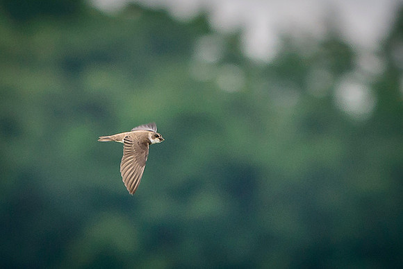 Bank Swallow