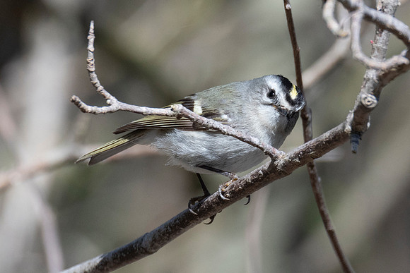 Gold-crowned Kinglet