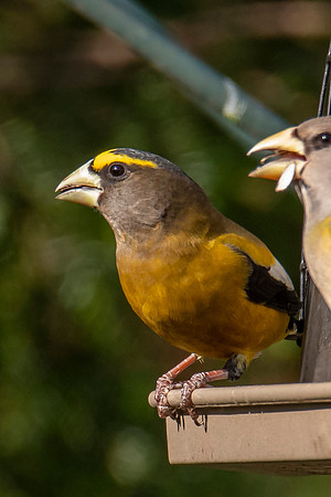 Evening Grosbeak