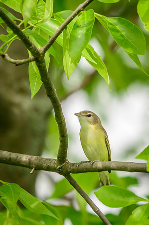 Bell's Vireo; Big Island Wildlife Area, Marion Ohio