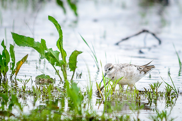 Wilson's Phalarope; Killdeer Plains WA