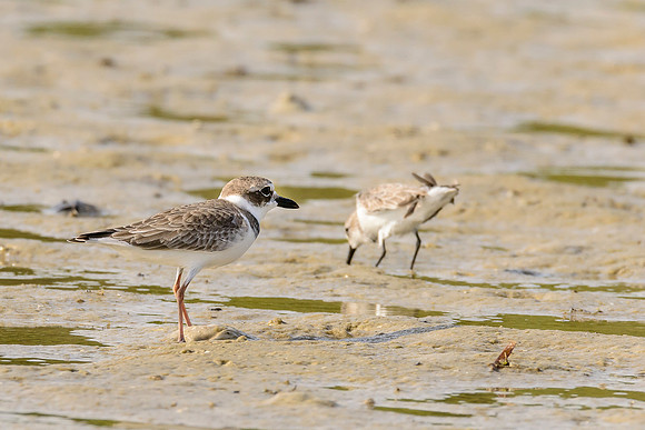 Wilson's Plover