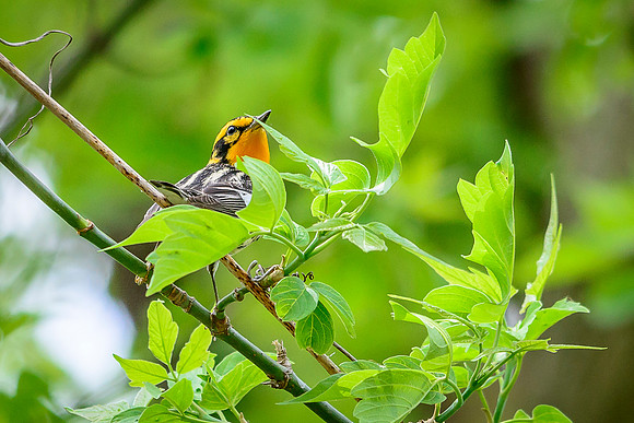 Blackburnian Warbler ; Magee Marsh, Lake Erie OH
