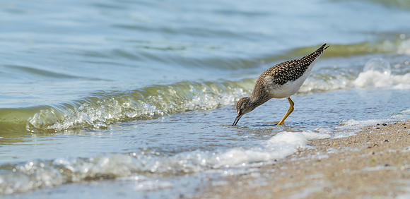 Lesser Yellowlegs