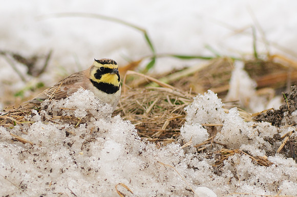 Horned Lark