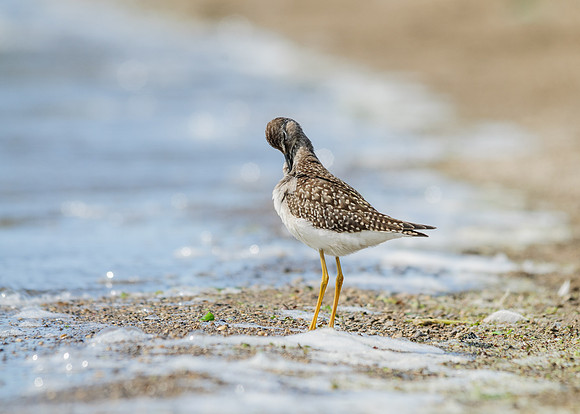 Lesser Yellowlegs