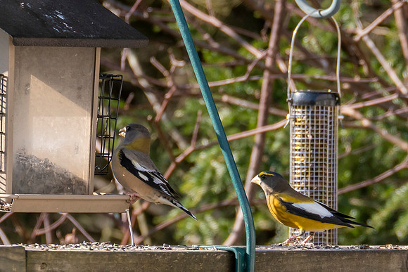Evening Grosbeak