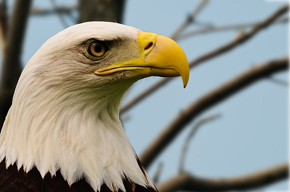 Bald Eagle