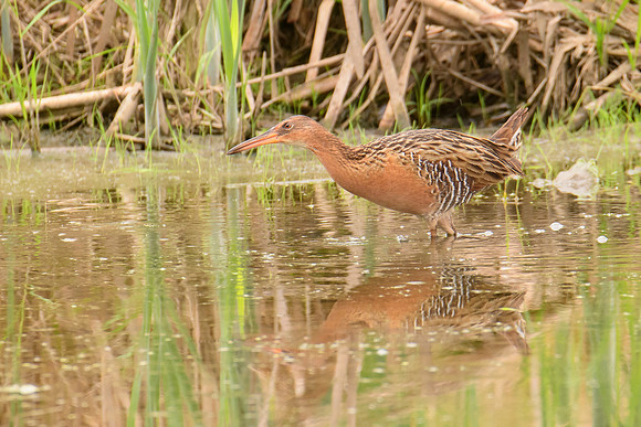 King Rail