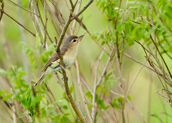 Warbling Vireo; Killdeer Plains WA, Harpster OH