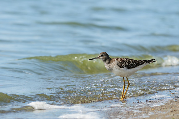 Lesser Yellowlegs