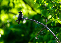 Eastern Wood Pewee