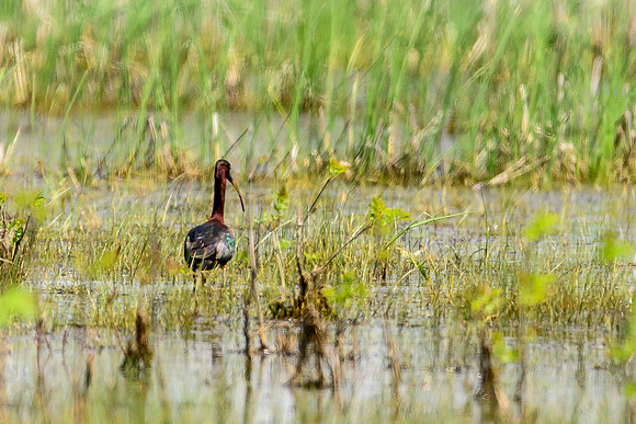 Glossy Ibis