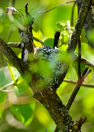 Blue Gray Gnatcatcher, Big Darby Headwaters, Union County Ohio