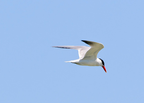 Caspian Tern