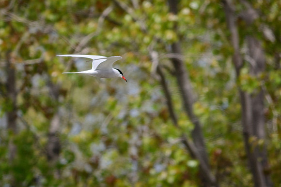 Common Tern