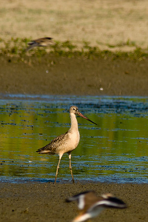 Marbled Godwit