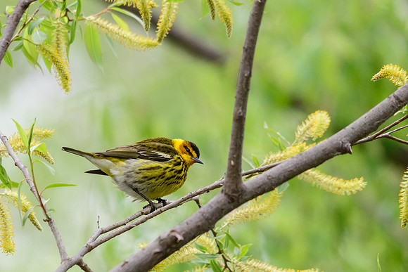 Cape May Warbler