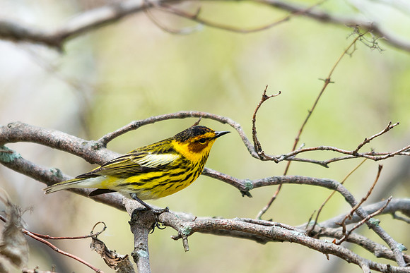 Cape May Warbler
