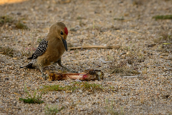 Gila Woodpecker