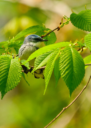 Cerulean Warbler;Lawrence Woods, Kenton OH