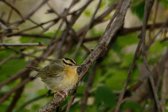 Worm-eating Warbler