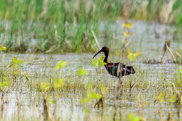 Glossy Ibis