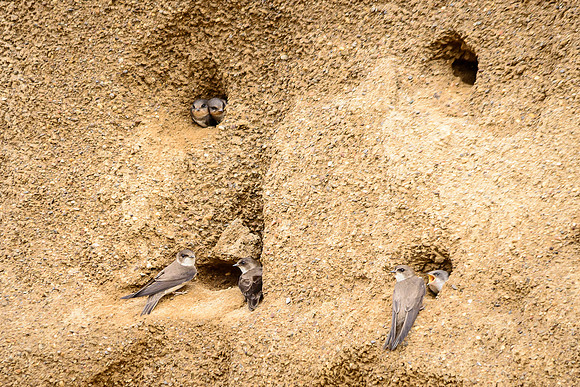 Bank Swallow
