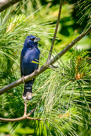 Blue Grosbeak; Batelle Darby Metro Park, Columbus Ohio