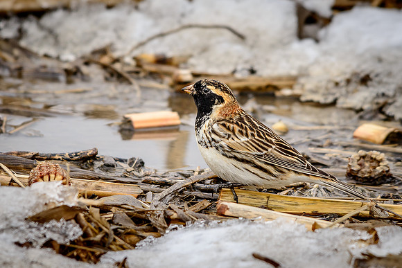 Lapland Longspur
