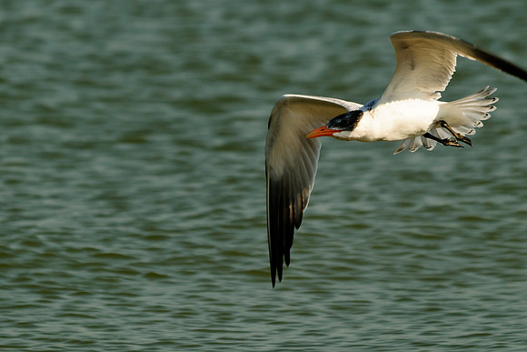 Juvi. Caspian Terns; Indian Lake Old Field Beach.