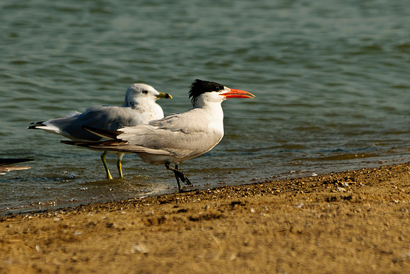 Caspian Tern; Indian Lake Old Field Beach.