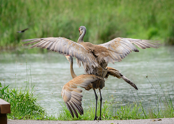 Sandhill Crane Pair