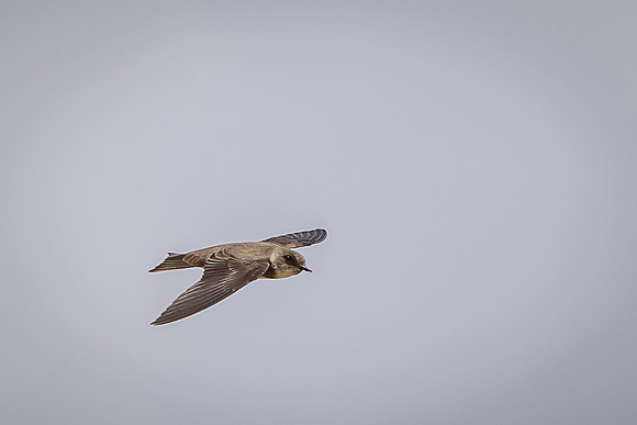 Bank Swallow