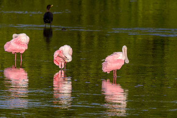 Roseate Spoonbill