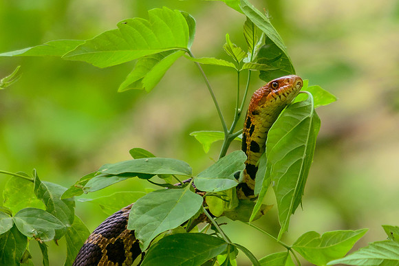 Fox Snake