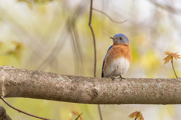 Eastern Bluebird