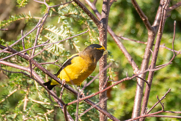 Evening Grosbeak