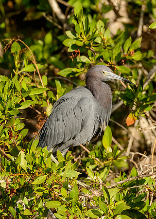 Little Blue Heron