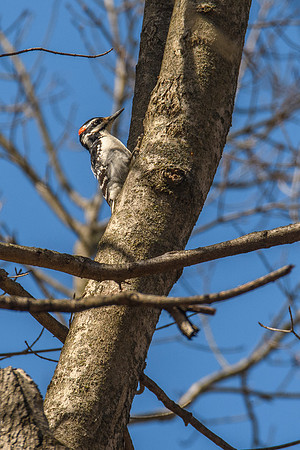 Yellow-bellied Sapsucker