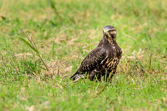 Swainson's Hawk