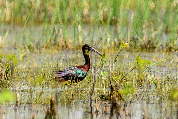 Glossy Ibis