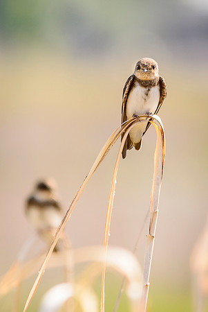 Bank Swallow
